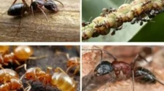 Jakie są przydatne i szkodliwe mrówki?